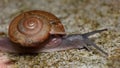 Snail crawling very slowly Royalty Free Stock Photo