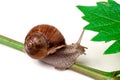 Snail crawling on the vine with leaf white background Royalty Free Stock Photo