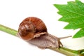 Snail crawling on the vine with leaf white background Royalty Free Stock Photo