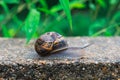 Snail crawling on a wall Royalty Free Stock Photo