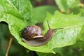 Snail crawling on a wide green leaf after the rain Royalty Free Stock Photo