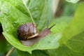 Snail crawling on a wide green leaf after the rain Royalty Free Stock Photo