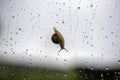 Snail crawling on window with raindrops, cloudy gray sky