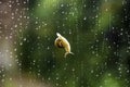 Snail crawling on window with raindrops