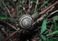 Snail is crawling on the wood stick at the grass Royalty Free Stock Photo