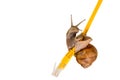 Snail crawling on a yellow network cable Royalty Free Stock Photo