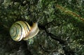 Snail crawls along the bark Royalty Free Stock Photo