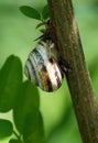 A snail crawls along a branch of a plant