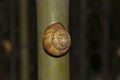 The snail crawls along the bamboo trunk Royalty Free Stock Photo