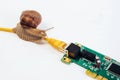 A snail crawls along an Internet wire connected to a network card. Royalty Free Stock Photo