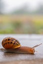 A snail crawls along a rough surface. Gastropods with an external shell