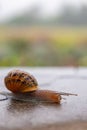 snail crawls along a rough surface. Gastropods with an external shell