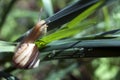 Snail crawling on green grass