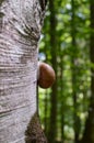 Snail crawls along a tree trunk. Close-up view. Green forest in the background