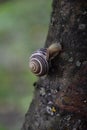 A snail that crawls along the trunk of Royalty Free Stock Photo