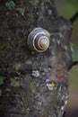 A snail that crawls along the trunk of Royalty Free Stock Photo