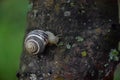 A snail that crawls along the trunk of Royalty Free Stock Photo