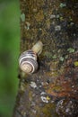 A snail that crawls along the trunk of Royalty Free Stock Photo