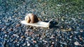 The snail crawls along the wet road after the rain. crawling snail. reach a certain speed. race for survival Royalty Free Stock Photo