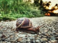 The snail crawls on the asphalt. Sun in the background