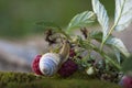 Snail on a branch with red raspberries Royalty Free Stock Photo