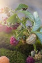 Snail on a branch with red raspberries Royalty Free Stock Photo