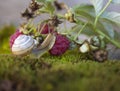 Snail on a branch with red raspberries Royalty Free Stock Photo