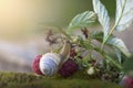 Snail on a branch with red raspberries Royalty Free Stock Photo