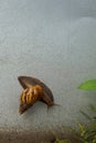 Snail crawls on cement wall
