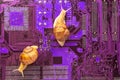 snail crawls on a computer electronic circuit board. The concept of a slow computer