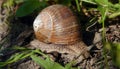 Snail crawls on a forest path