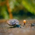 a snail crawls on the ground as it moves by Royalty Free Stock Photo