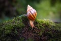 Snail Crawls On The Ground