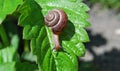 The snail crawls Royalty Free Stock Photo