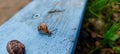 A snail crawls on a painted wooden surface Royalty Free Stock Photo