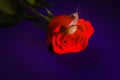 Snail crawls on a red rose