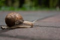 The snail crawls on the sidewalk Royalty Free Stock Photo