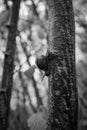 a snail crawls on a tree trunk