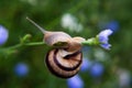 A snail crawls up