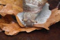 A snail crawls on wet autumn oak leaves. Royalty Free Stock Photo
