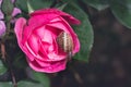 Snail crawls on a wet petal of a pink rose flower, blurred dark Royalty Free Stock Photo