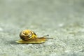 A snail crawls on a wet surface. Bokeh