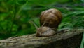 Snail crawls on a wooden board, blurred background Royalty Free Stock Photo