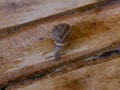 The snail crawls in a wooden box Royalty Free Stock Photo