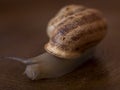 The snail crawls in a wooden box Royalty Free Stock Photo