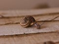 The snail crawls in a wooden box Royalty Free Stock Photo