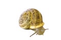 The snail crawls in a wooden box Royalty Free Stock Photo