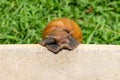 Snail creep concrete top view Royalty Free Stock Photo