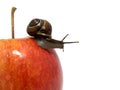 Snail creep on a red apple