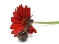 Snail creep on a red flower